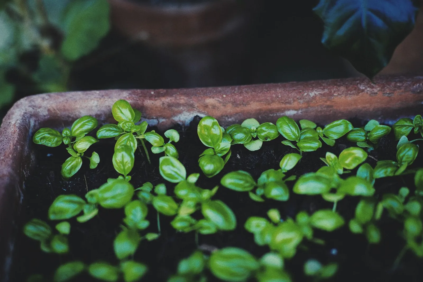Chậu rau thơm mầm xanh mọc trên ban công buổi chiều