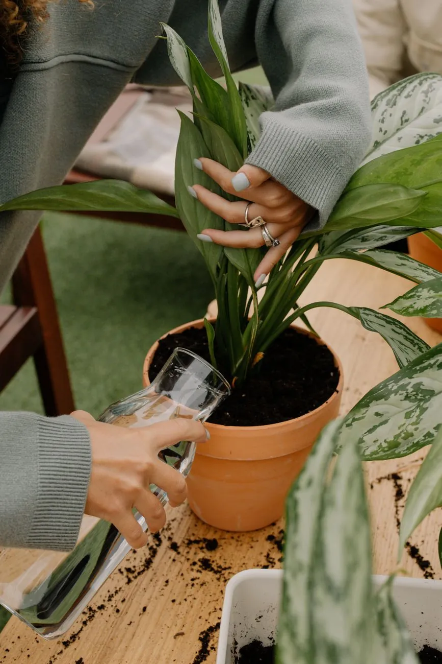 Người tưới nước cho cây trong chậu đất nung trên bàn